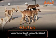 وزير الزراعة: التعقيم والتحصين لضبط انتشار الكلاب الضالة