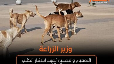 وزير الزراعة: التعقيم والتحصين لضبط انتشار الكلاب الضالة