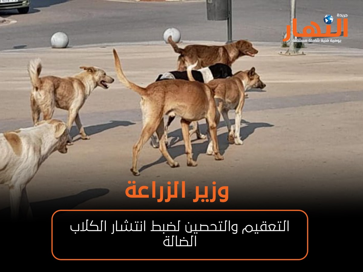 وزير الزراعة: التعقيم والتحصين لضبط انتشار الكلاب الضالة