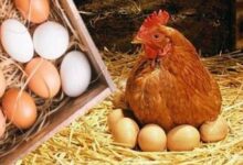 رئيس مركز البحوث الزراعية