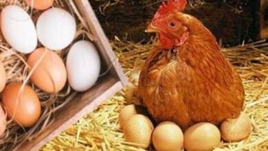 رئيس مركز البحوث الزراعية
